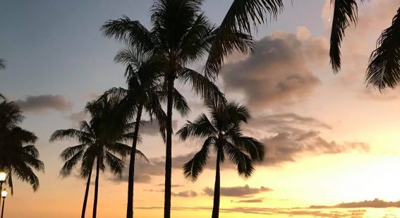 Solnedgång och siluett av palmer på Hawaii