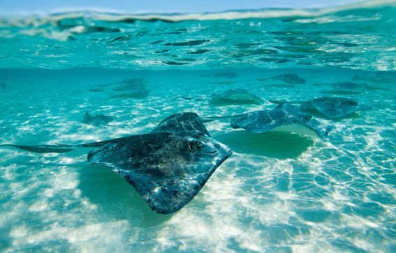 Stingrays stingrocka som simmar utanför Grand Cayman i Karibien